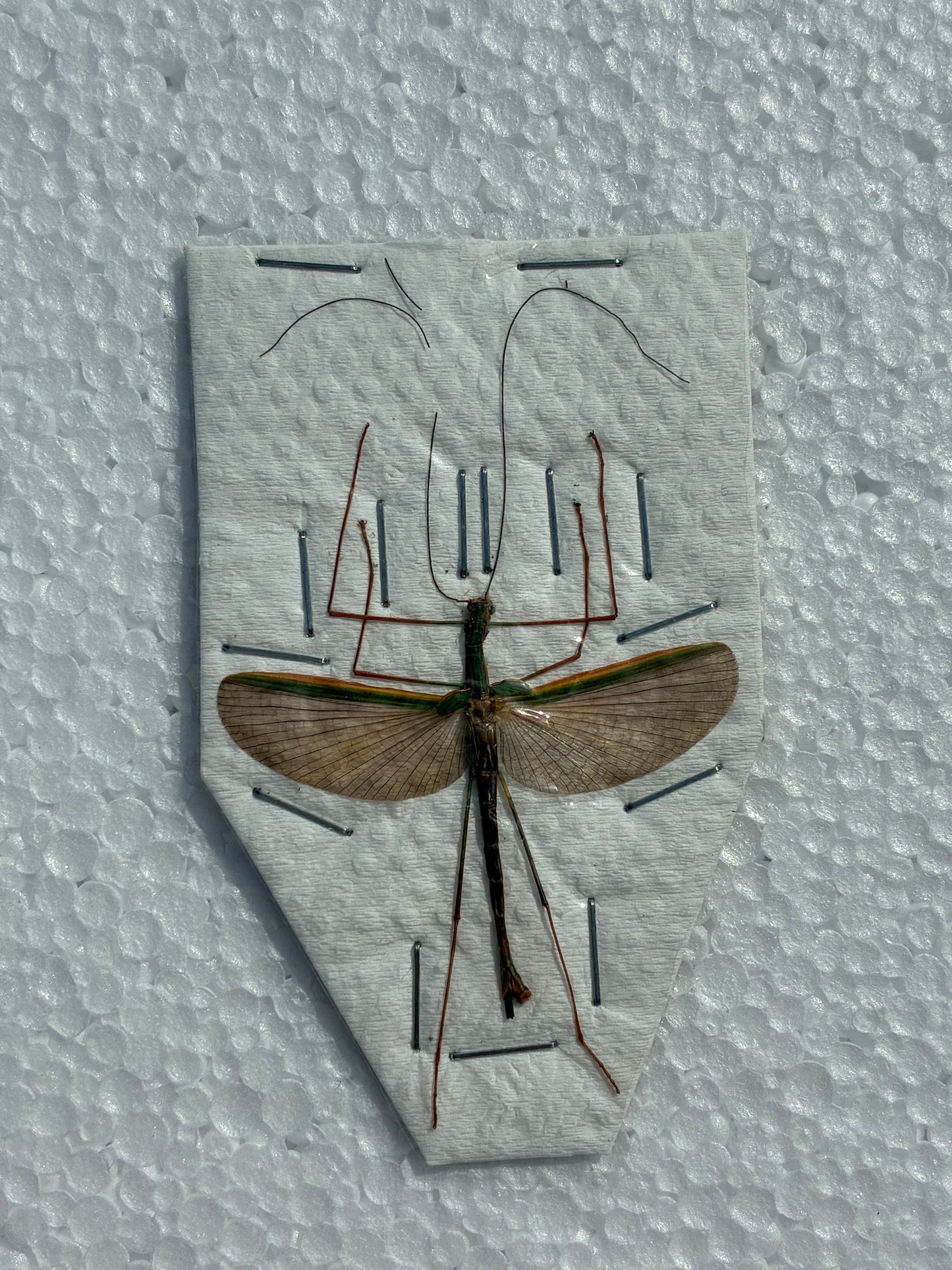 Phase bâton (naturalisé)