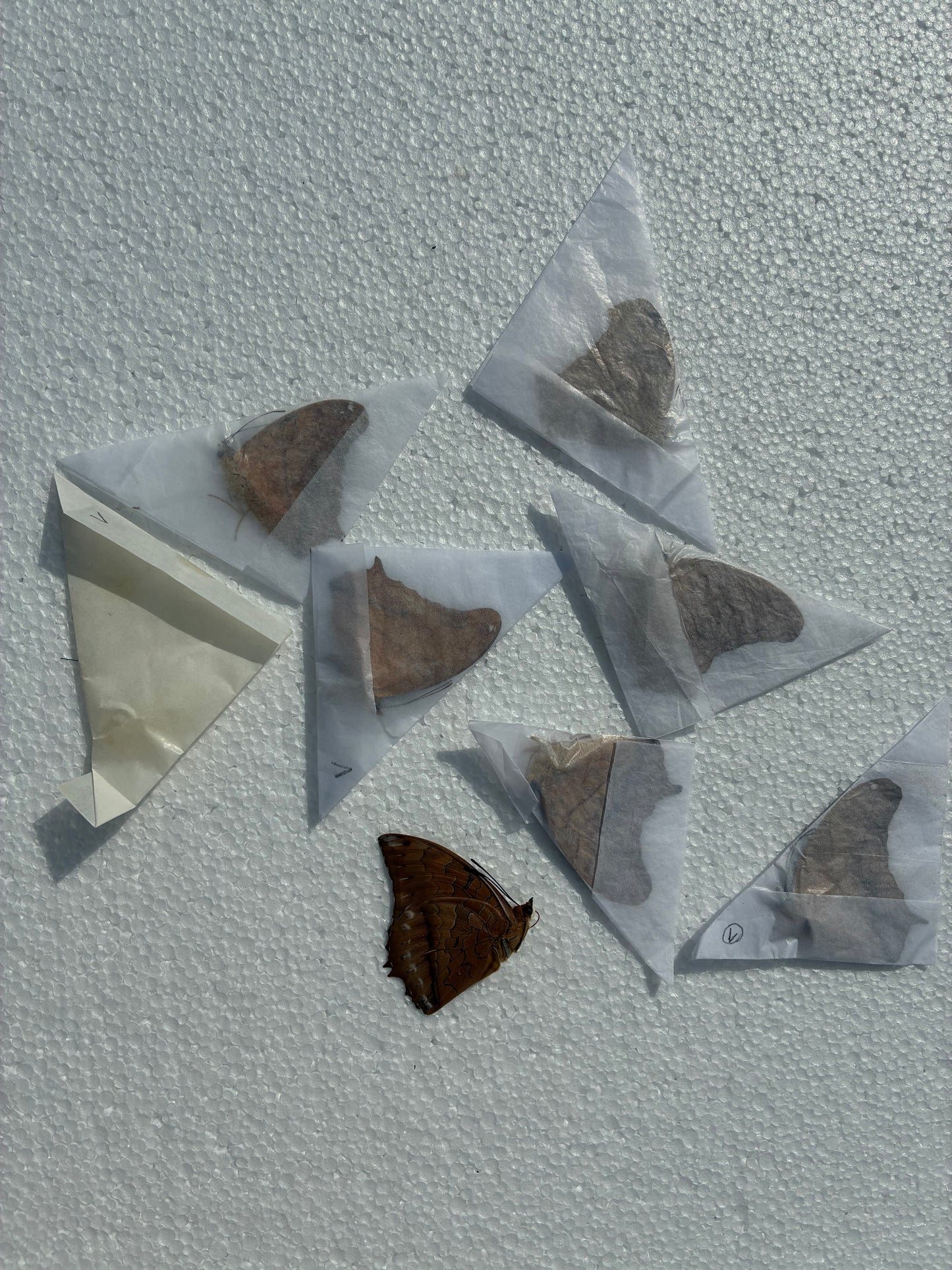 Charaxes bernardus (naturalisé)