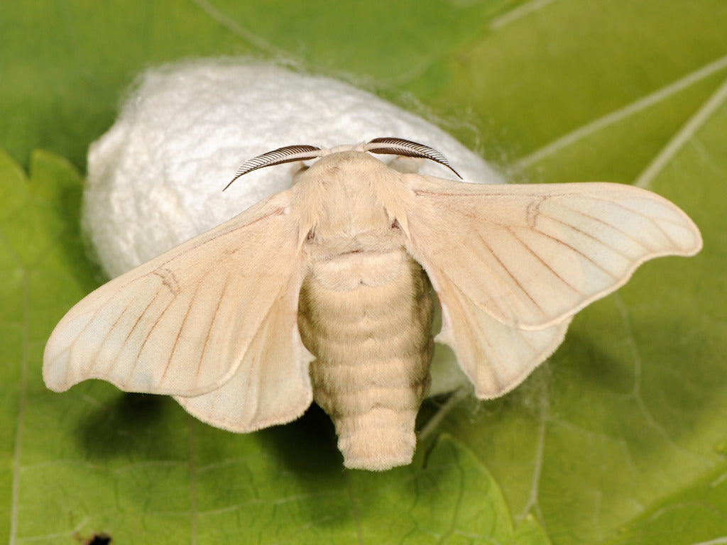 Bombyx mori (chenilles L1)