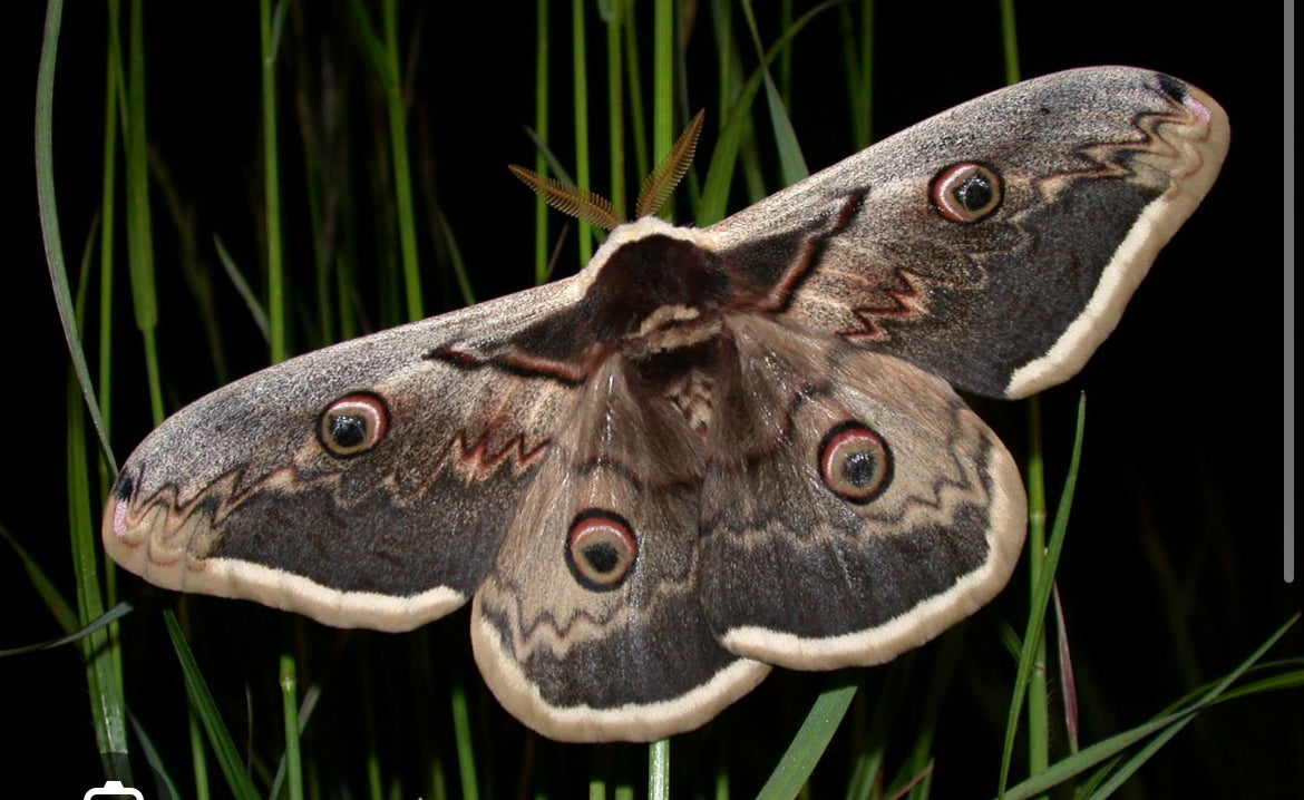Saturna pyri (cocons)