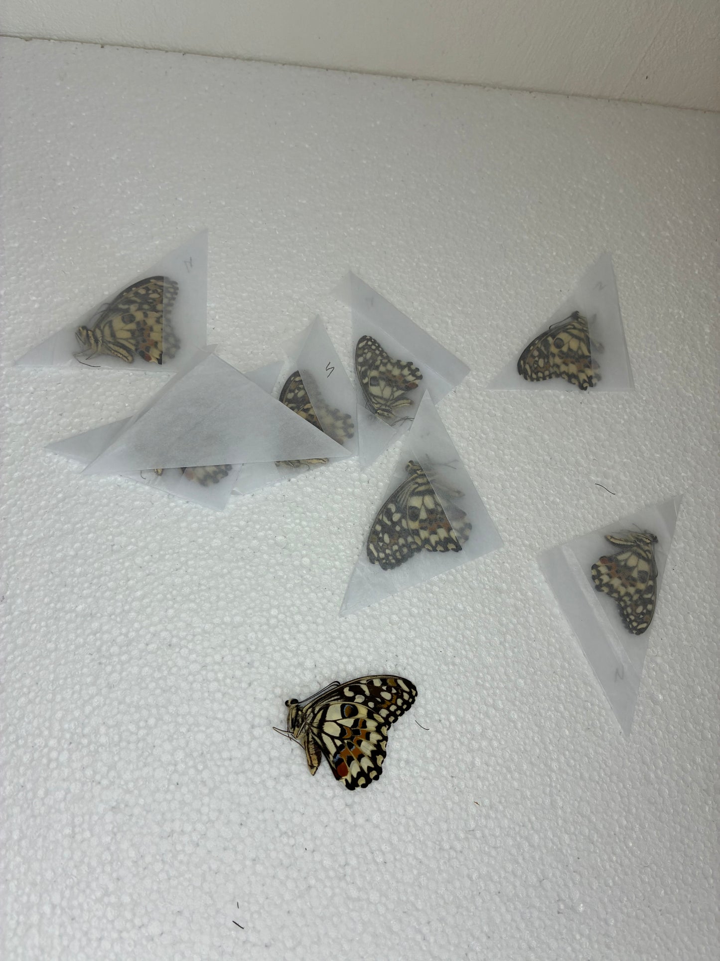 Papilio demoleus (naturalisé)