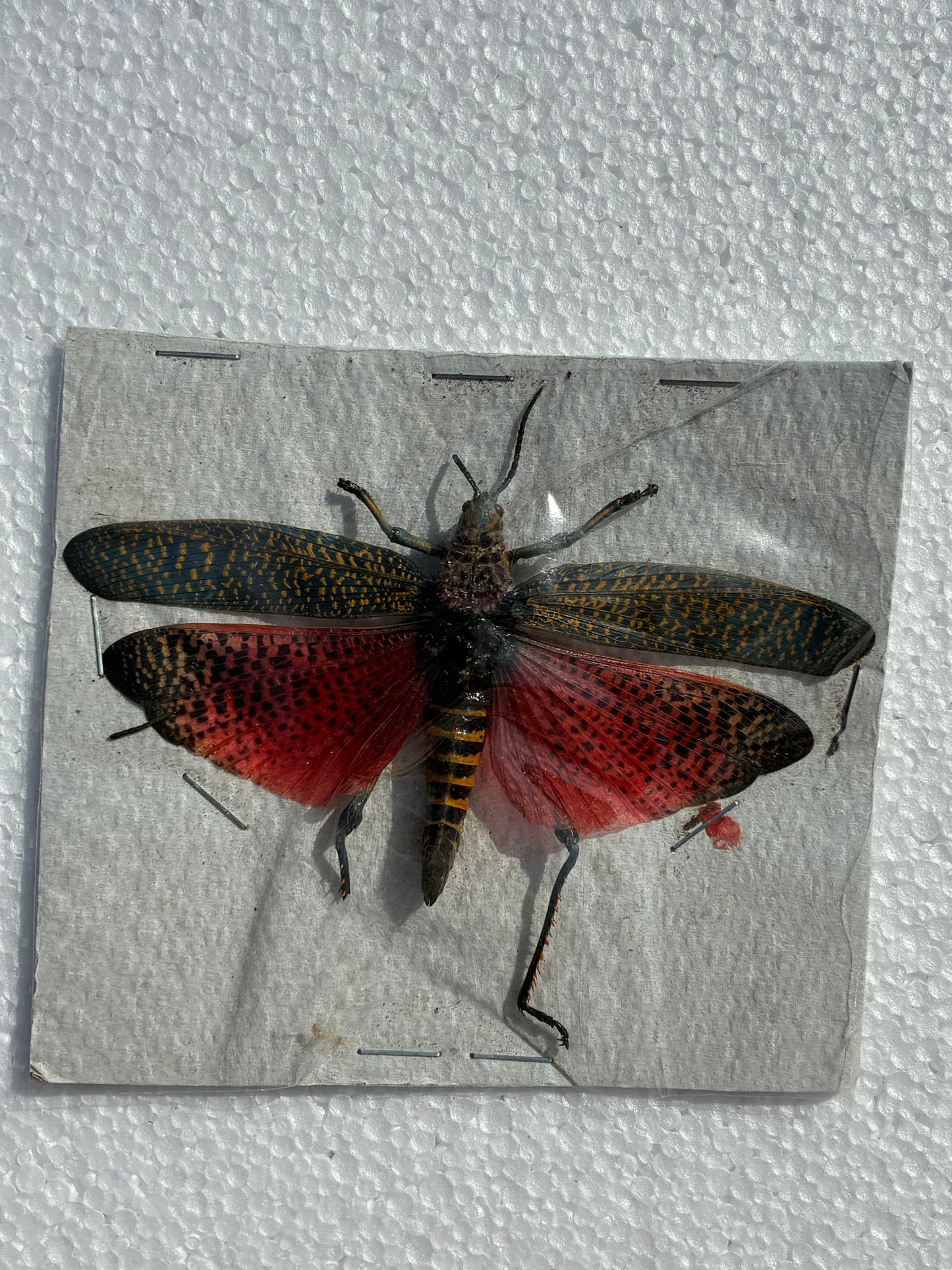 Tropidacris (naturalisé)