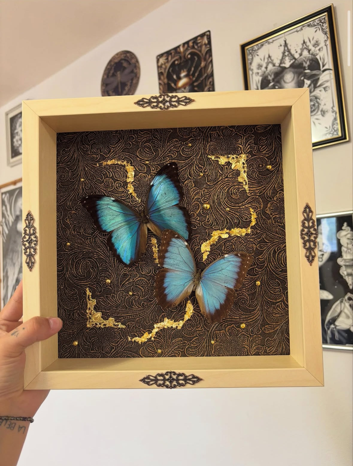 Cadre Entomologique Duo de Morpho