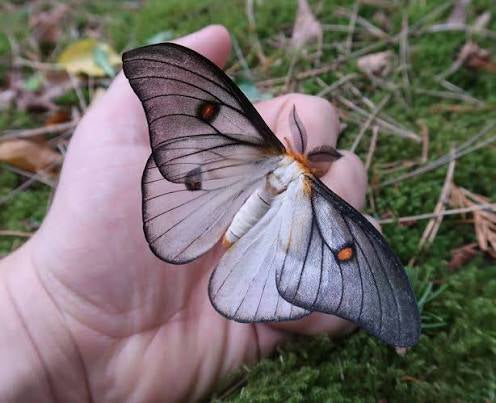 Ceranchia apollina (cocons)