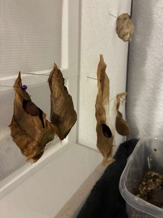 Attacus lorquinii (cocons)