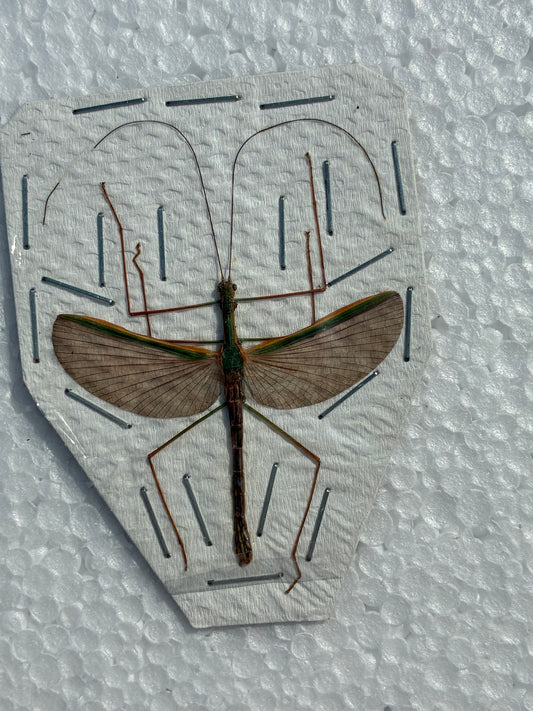 Phasme bâton (naturalisé)