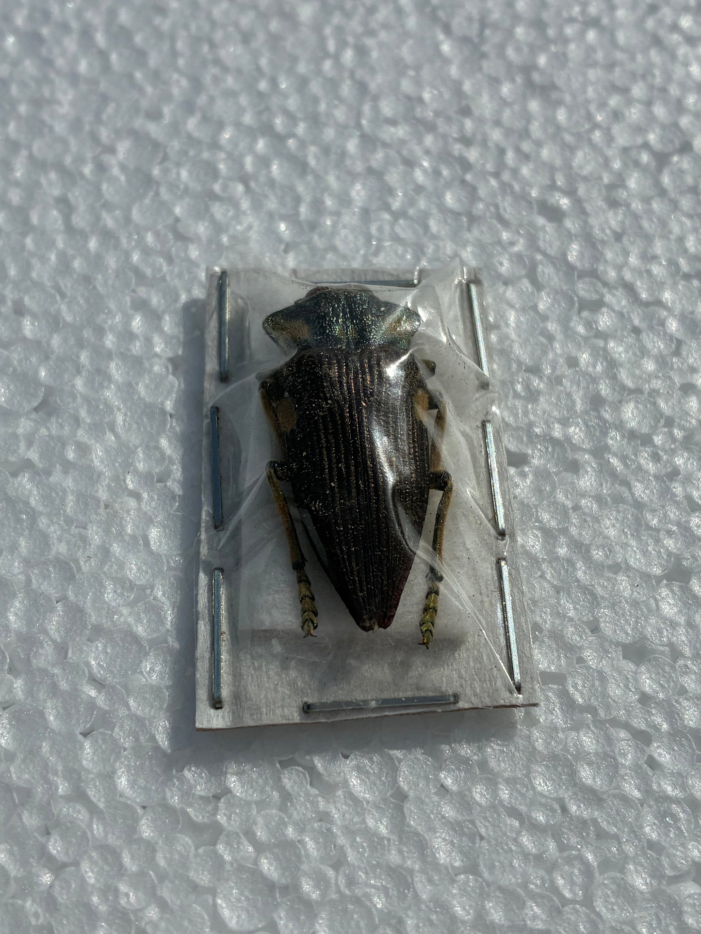 Sternocera (naturalisé)