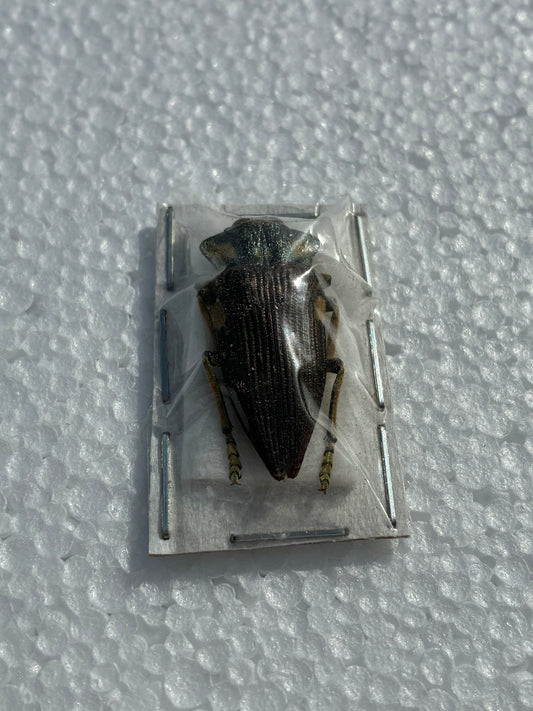 Sternocera (naturalisé)