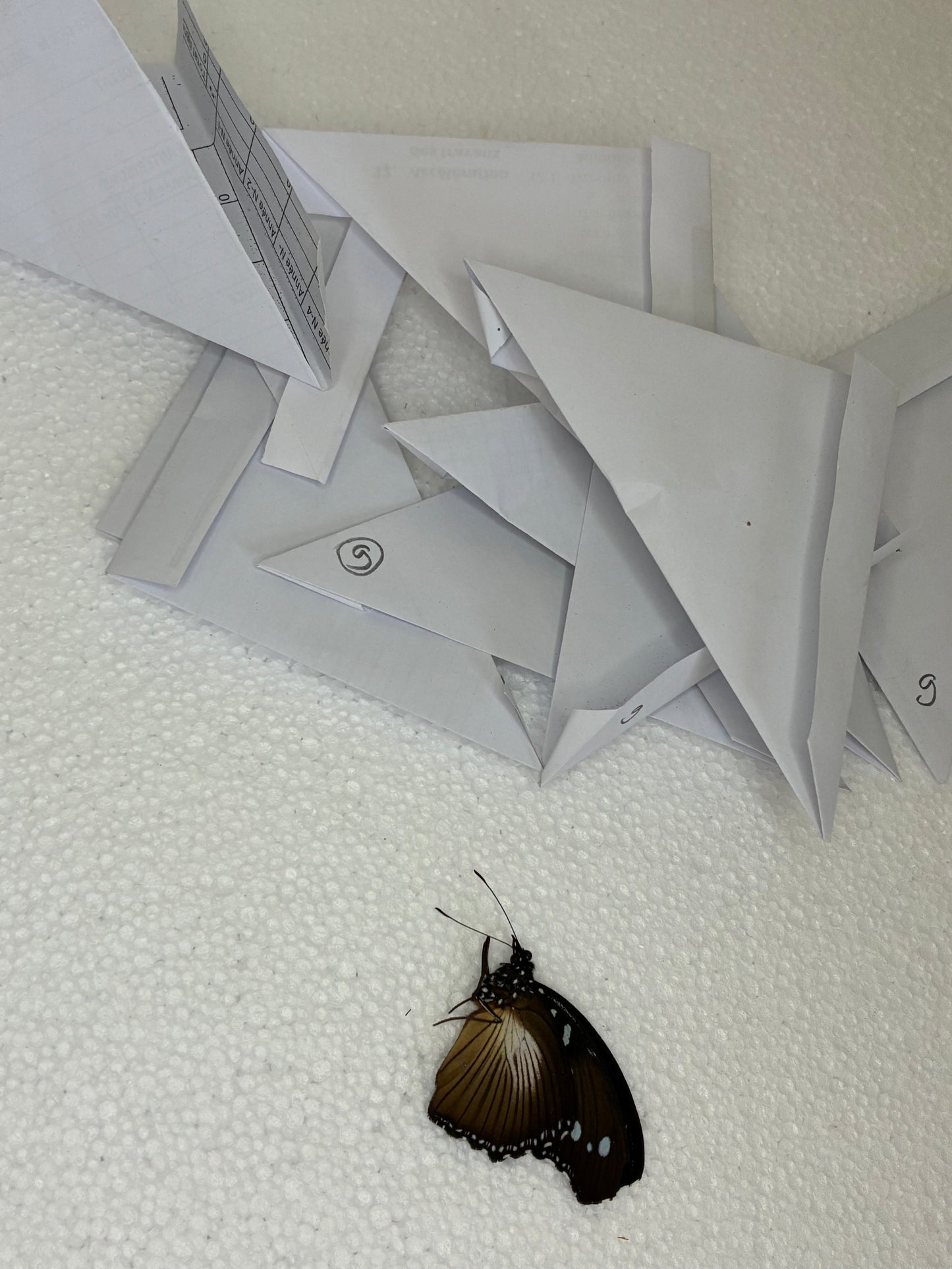 Hypolimnas anomala (naturalisé)