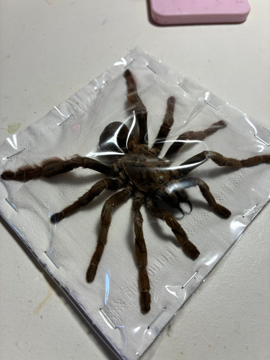 Citharognathus tongmianensis (naturalisée)