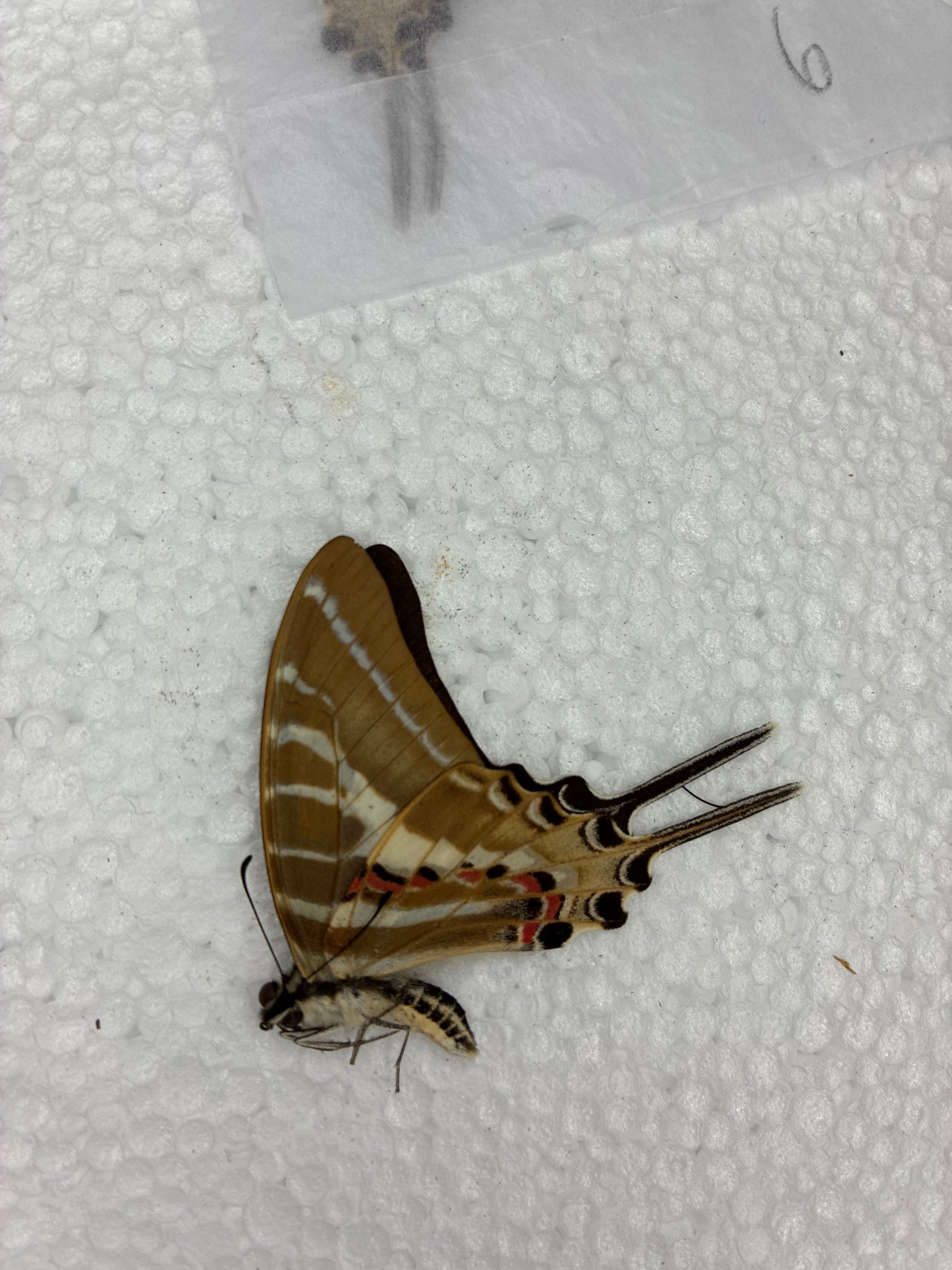 Protographium (naturalisé)