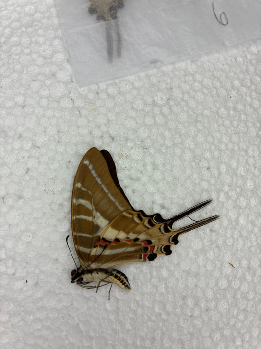 Protographium (naturalisé)