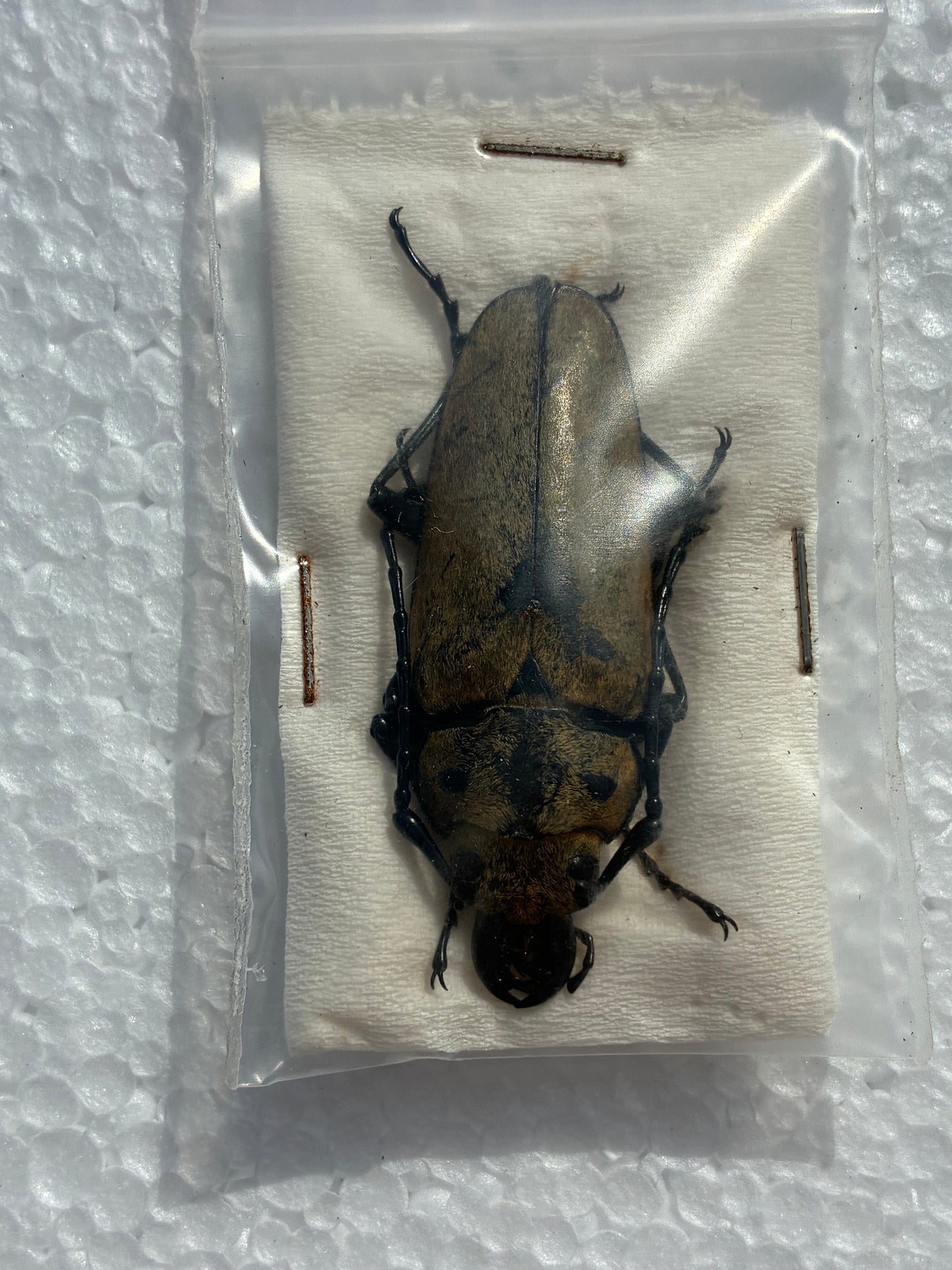 Callipogon relictus (naturalisé)