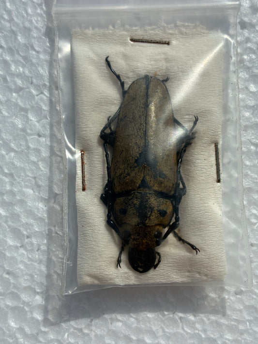 Callipogon relictus (naturalisé)