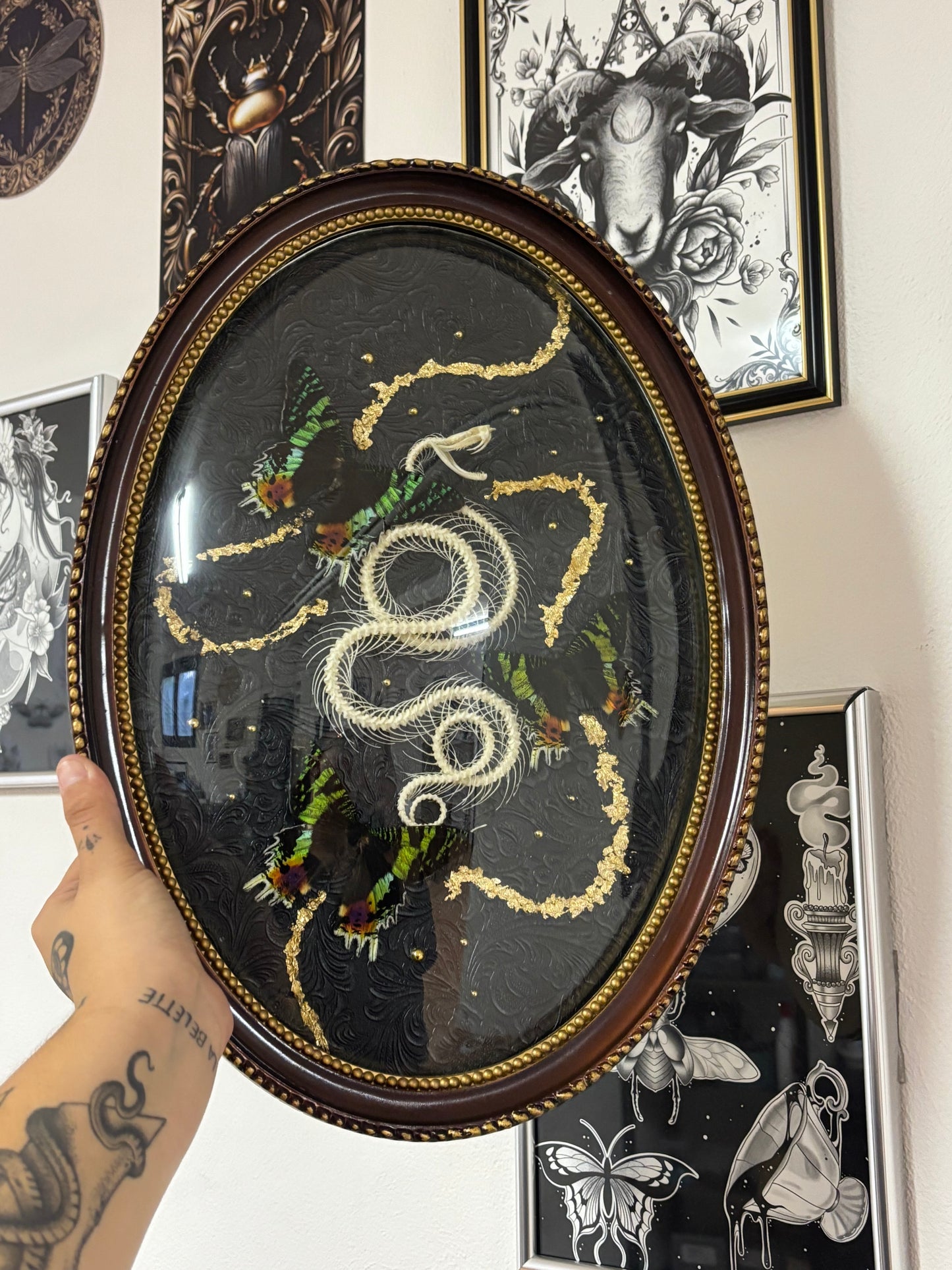 Squelette et son trio de Chrysidia