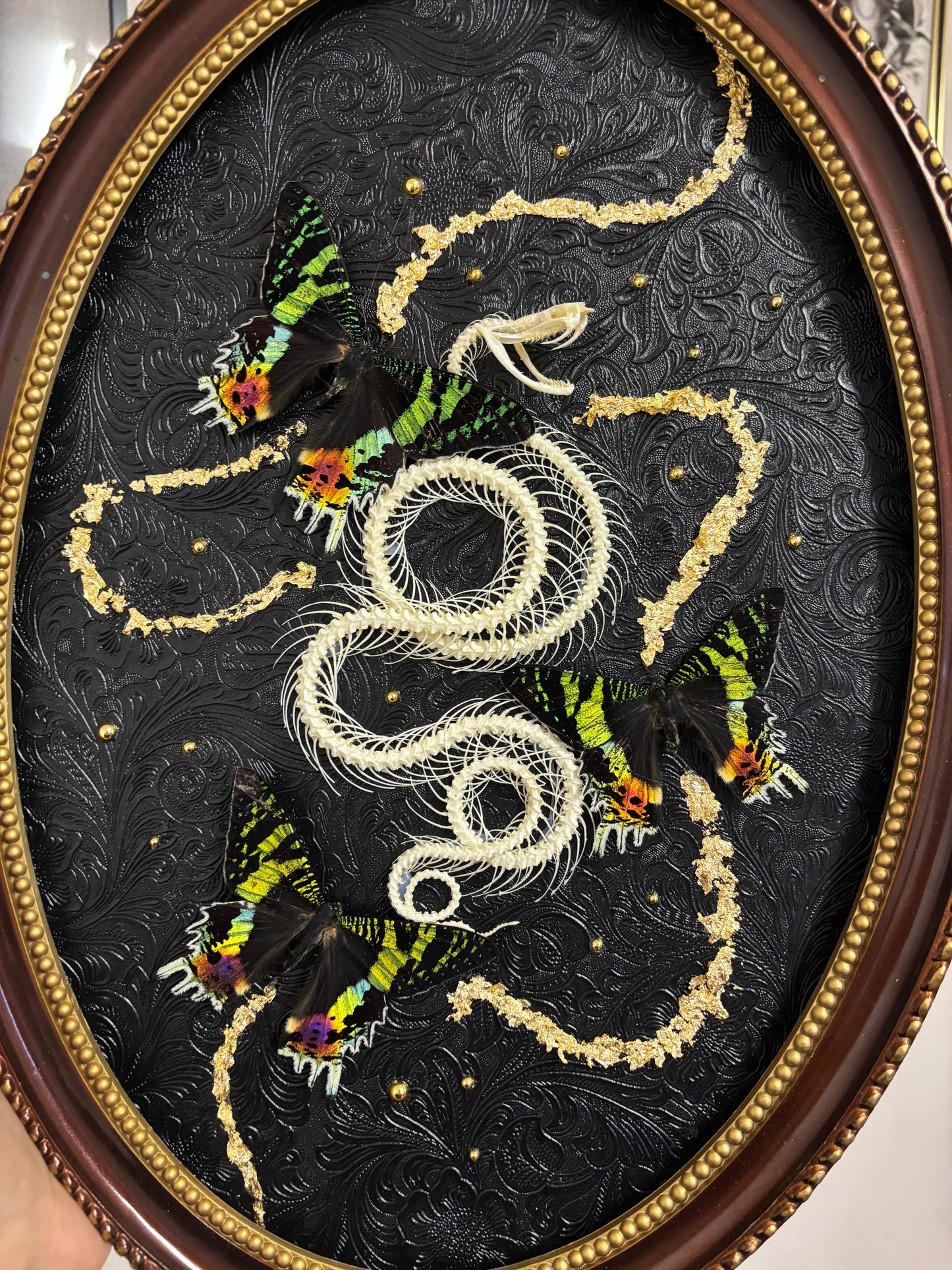 Squelette et son trio de Chrysidia