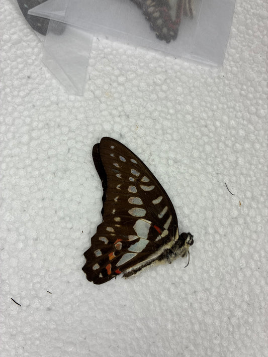 Graphium doson (naturalisé)