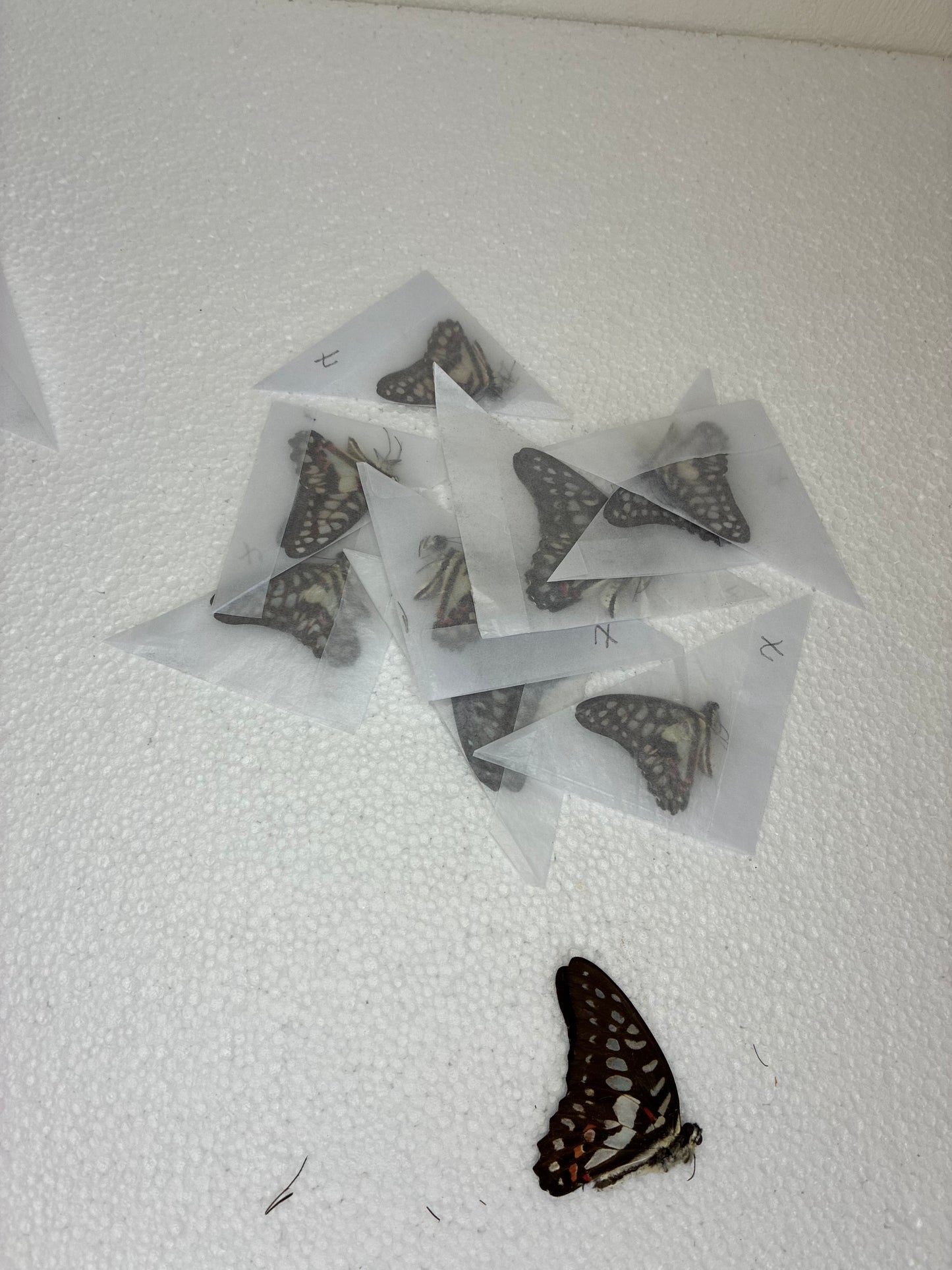 Graphium doson (naturalisé)