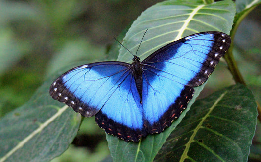 Morpho helenor (naturalisé)