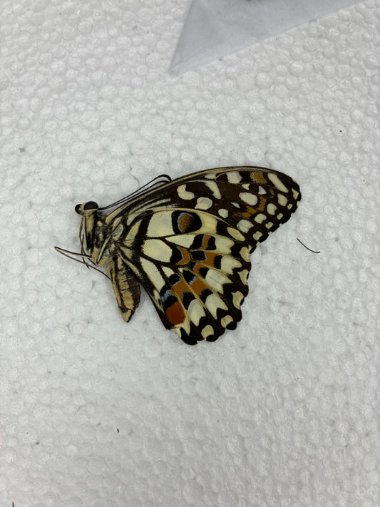 Papilio demoleus (naturalisé)