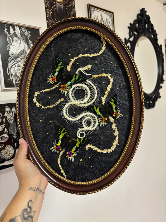 Squelette et son trio de Chrysidia