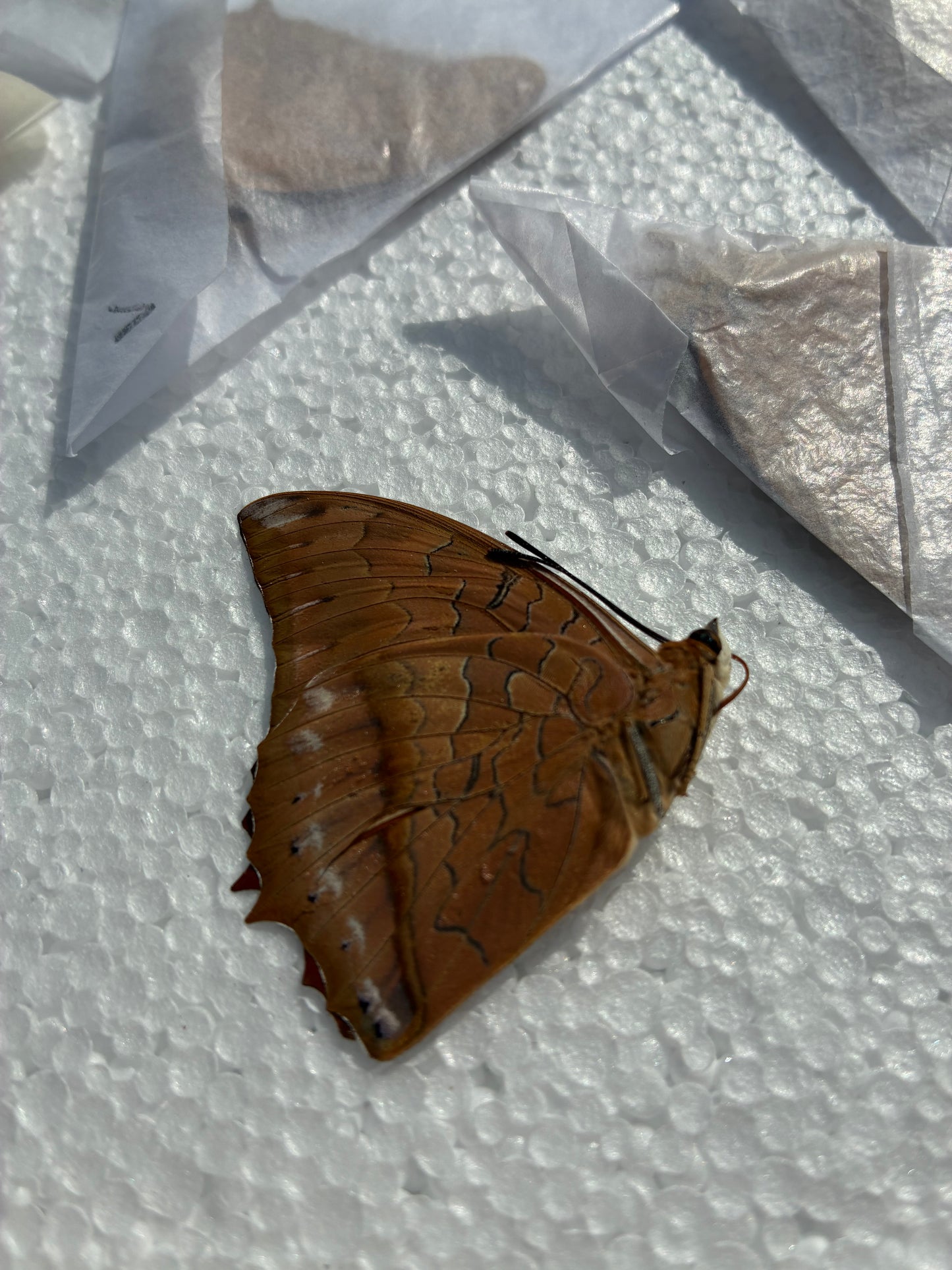 Charaxes bernardus (naturalisé)