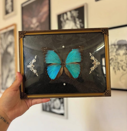 Cadre Entomologique Morpho Menelaus