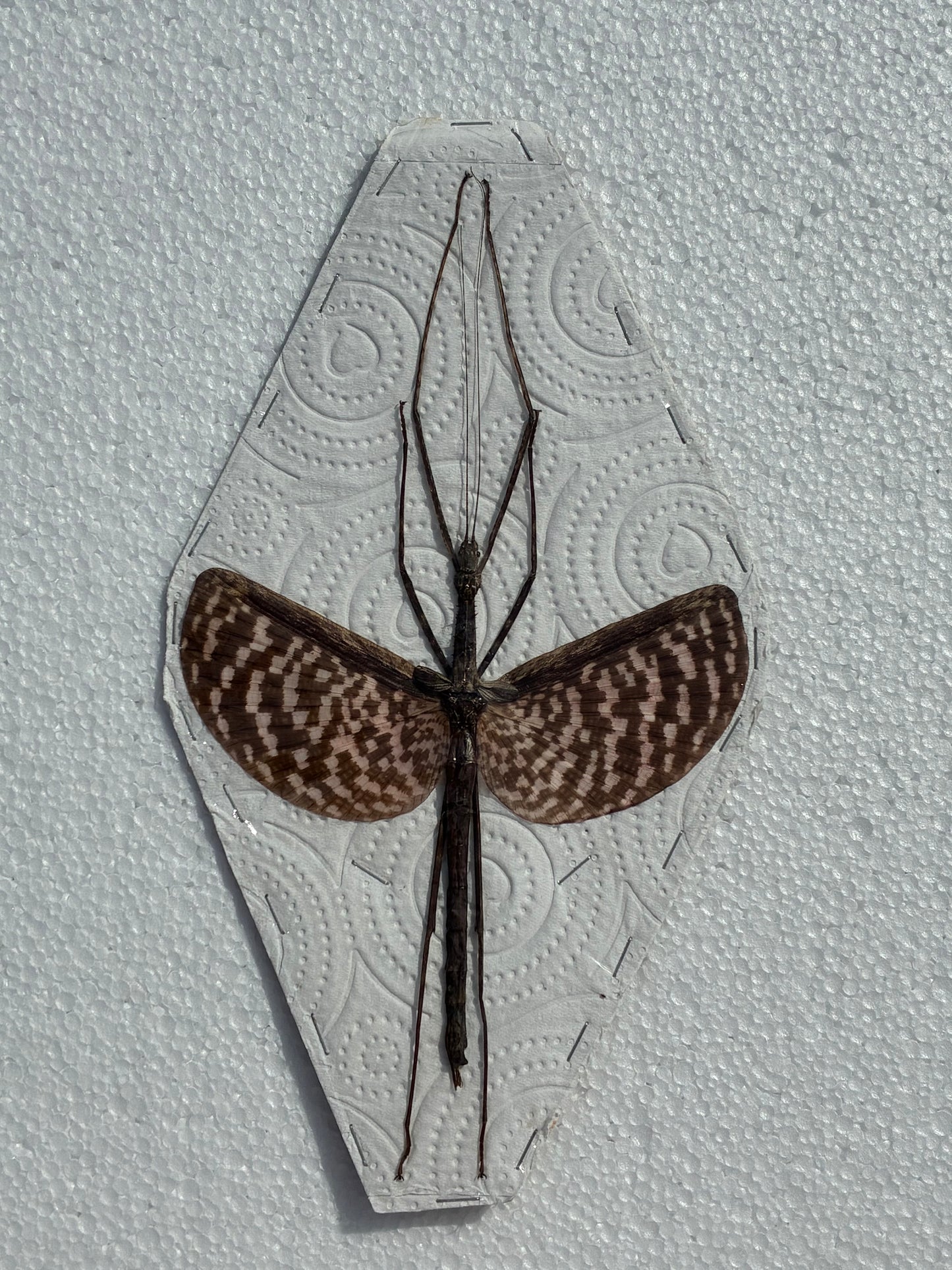 Acrophylla titan (naturalisé)