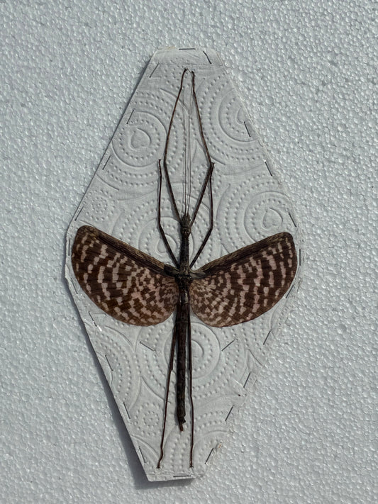 Acrophylla titan (naturalisé)