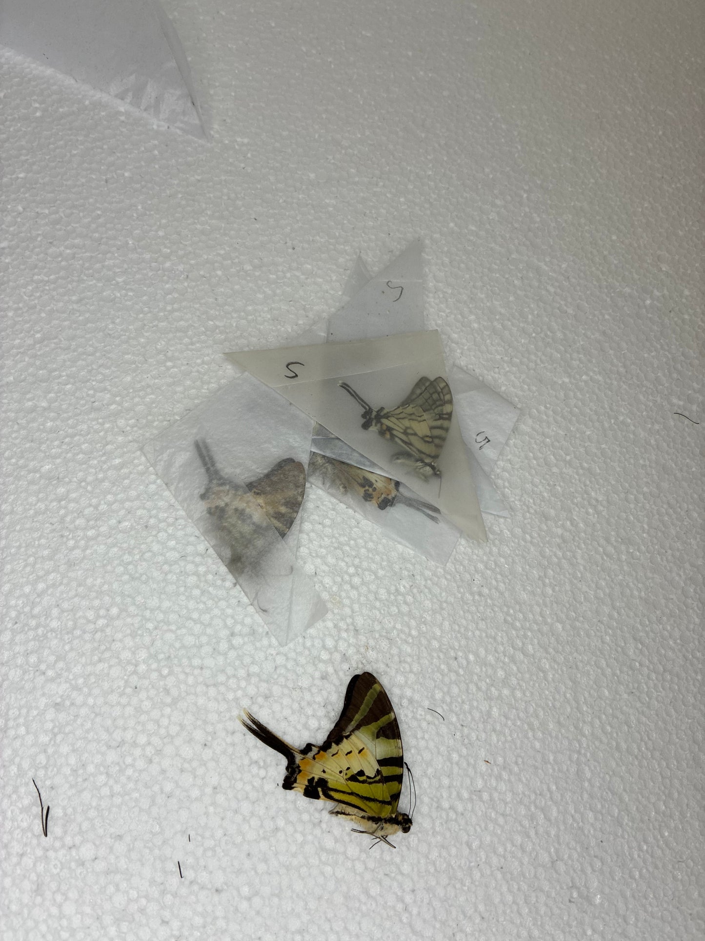 Graphium antiphates (naturalisé)