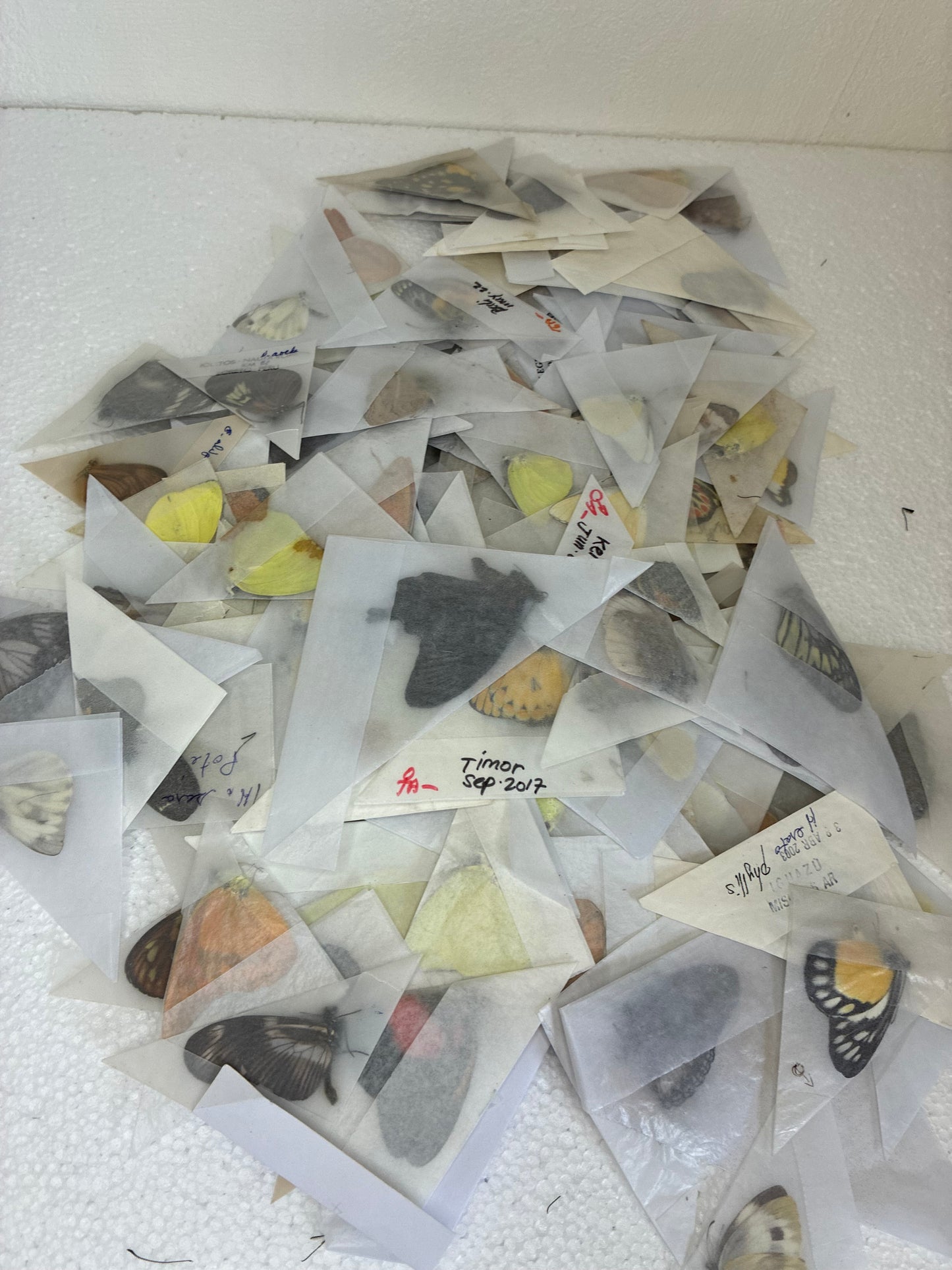 Lot de papillons naturalisés (aléatoires)