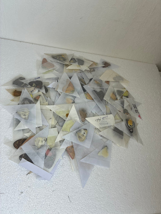Lot de papillons naturalisés (aléatoires)