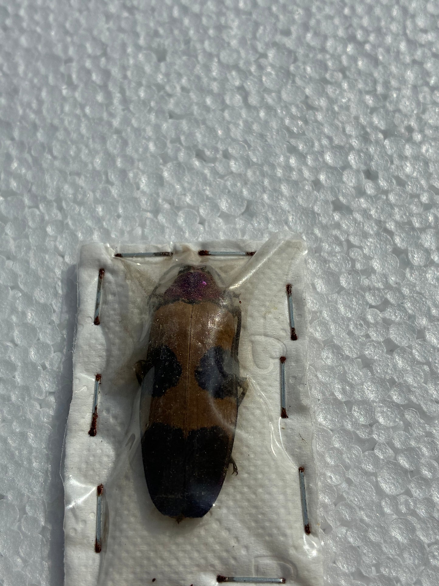 Chrysochroa (naturalisé)