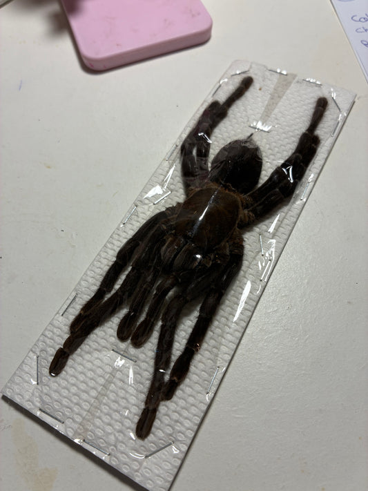 Cyriopagopus minax (naturalisée)