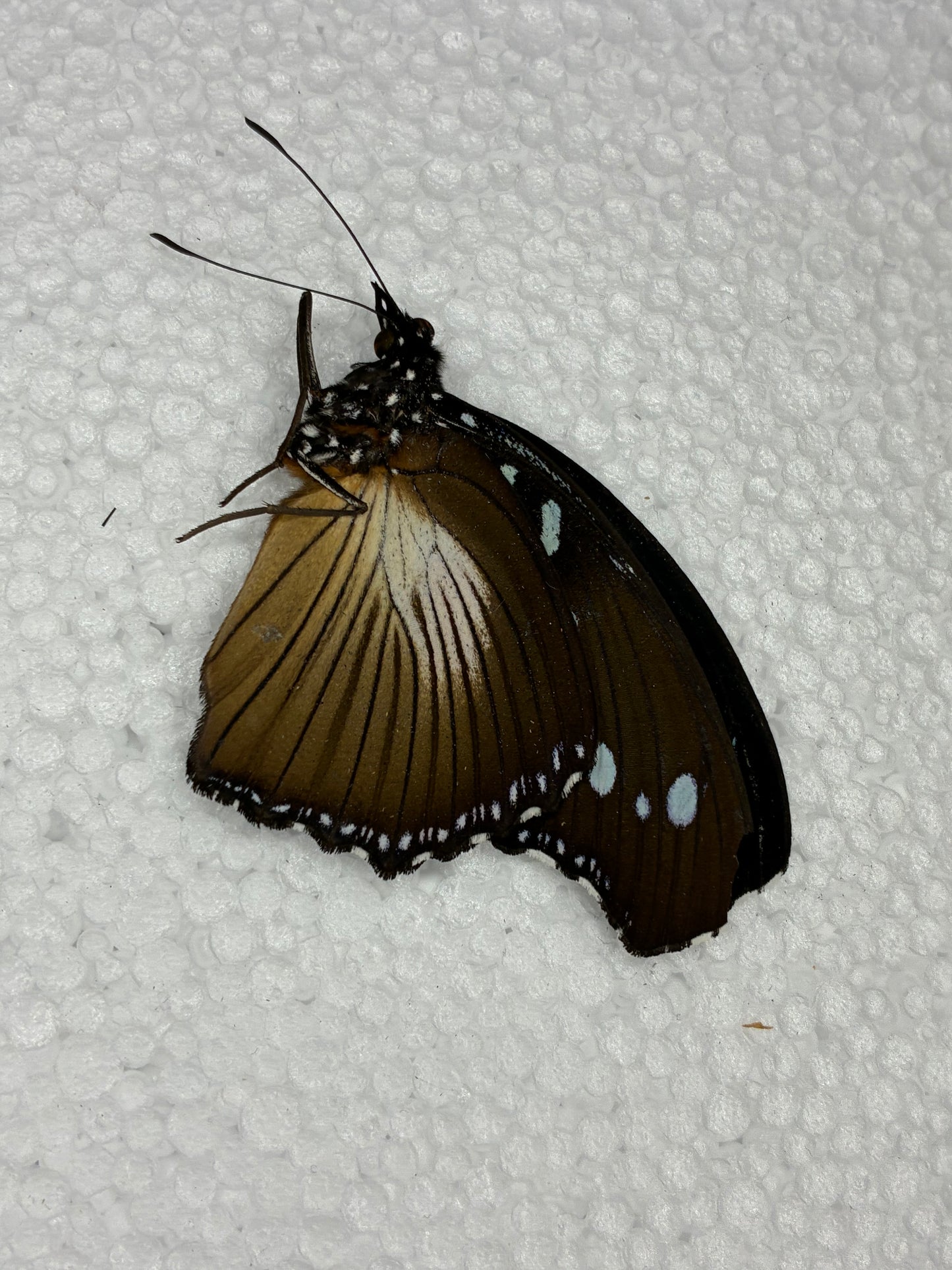 Hypolimnas anomala (naturalisé)