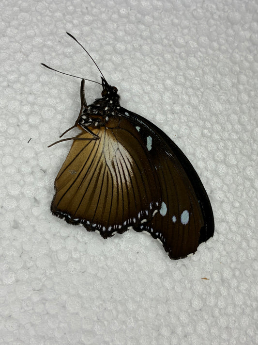 Hypolimnas anomala (naturalisé)