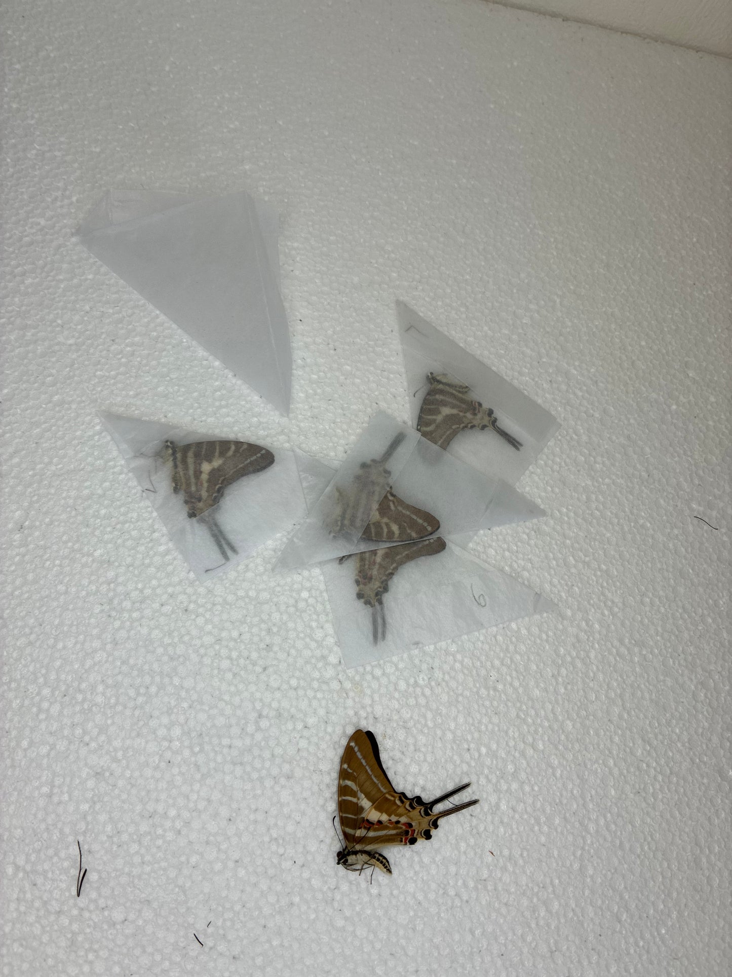 Protographium (naturalisé)