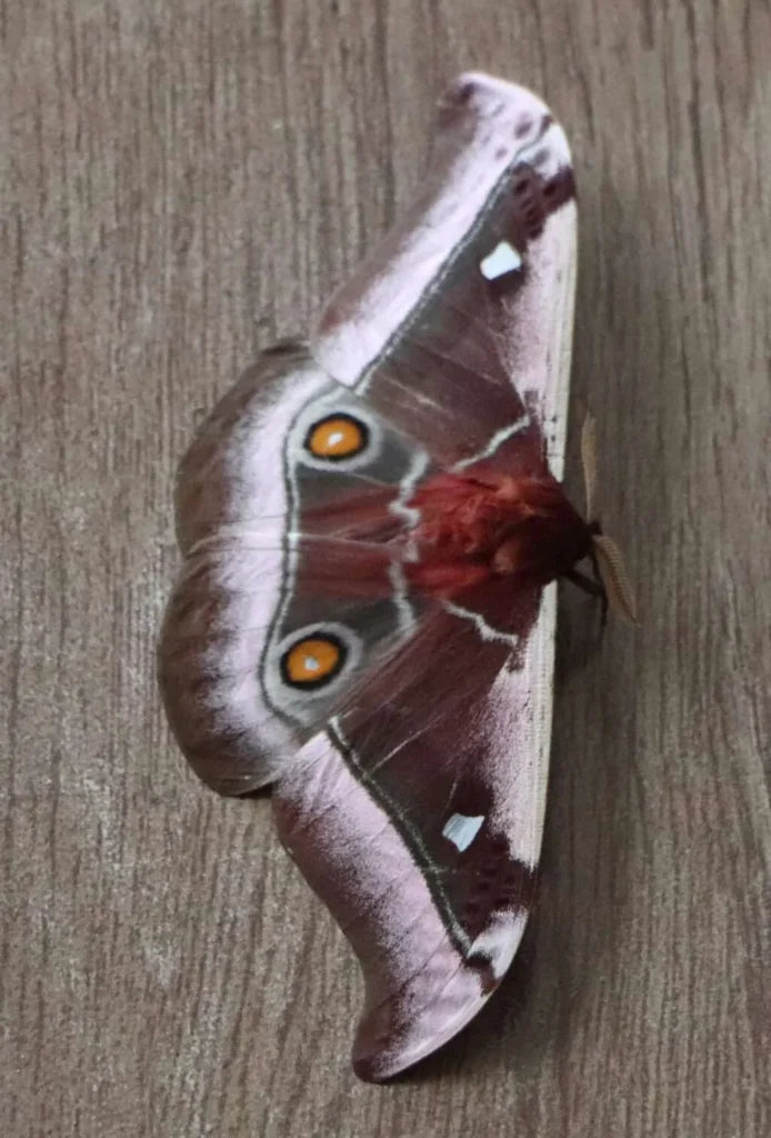 Bunaea alcionoe (cocon)