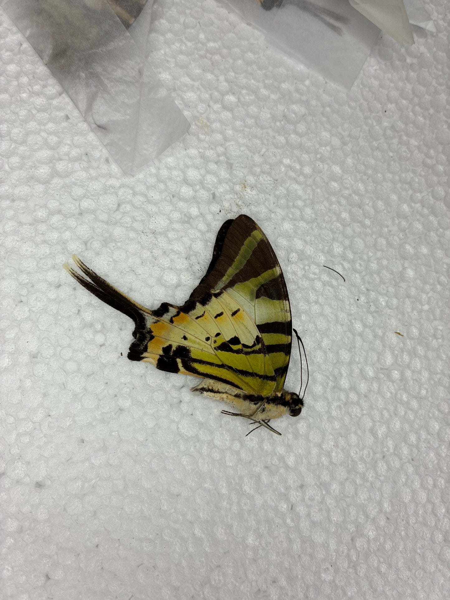 Graphium antiphates (naturalisé)