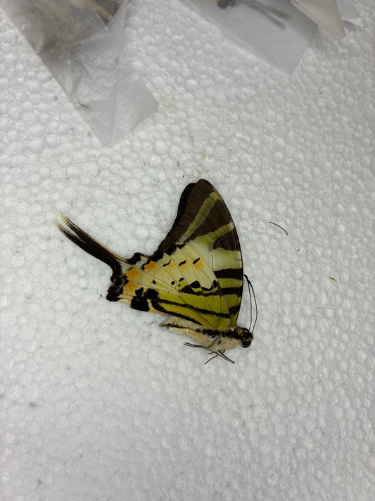 Graphium antiphates (naturalisé)