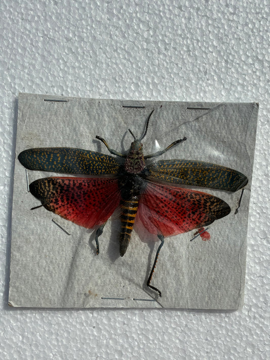 Tropidacris (naturalisé)