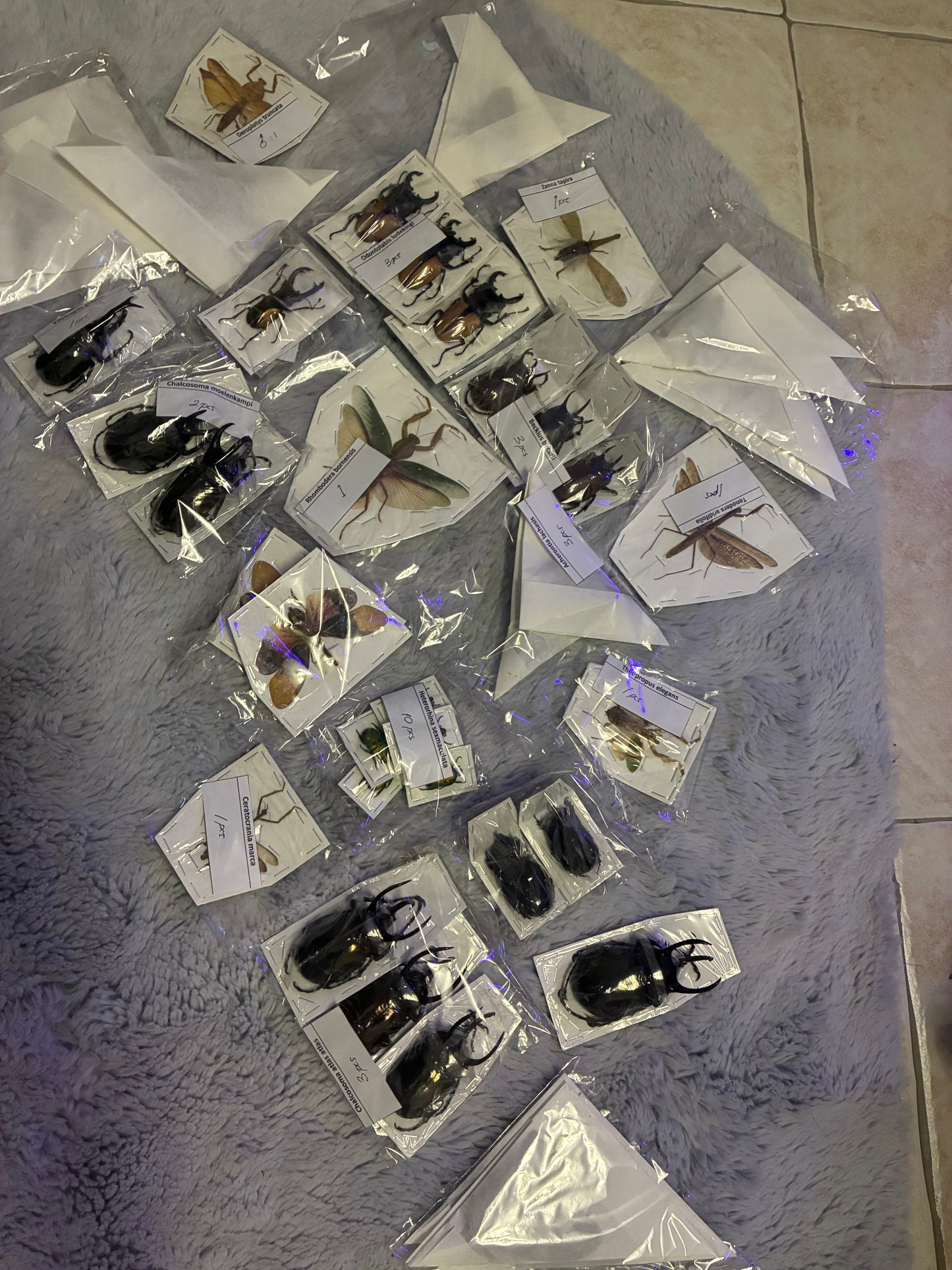 Commande naturalisé ( Anaïs )