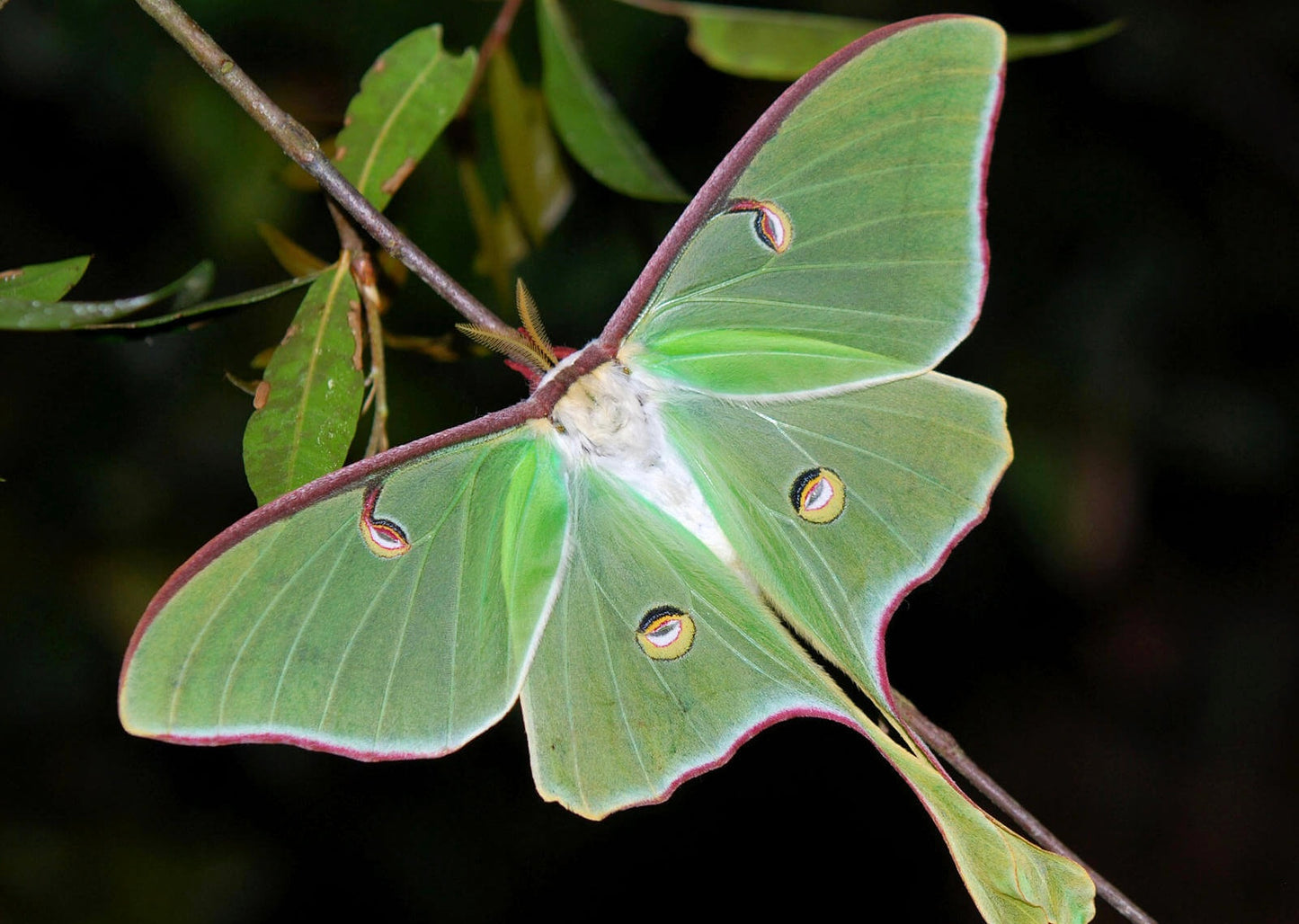 Actias Luna( cocons )