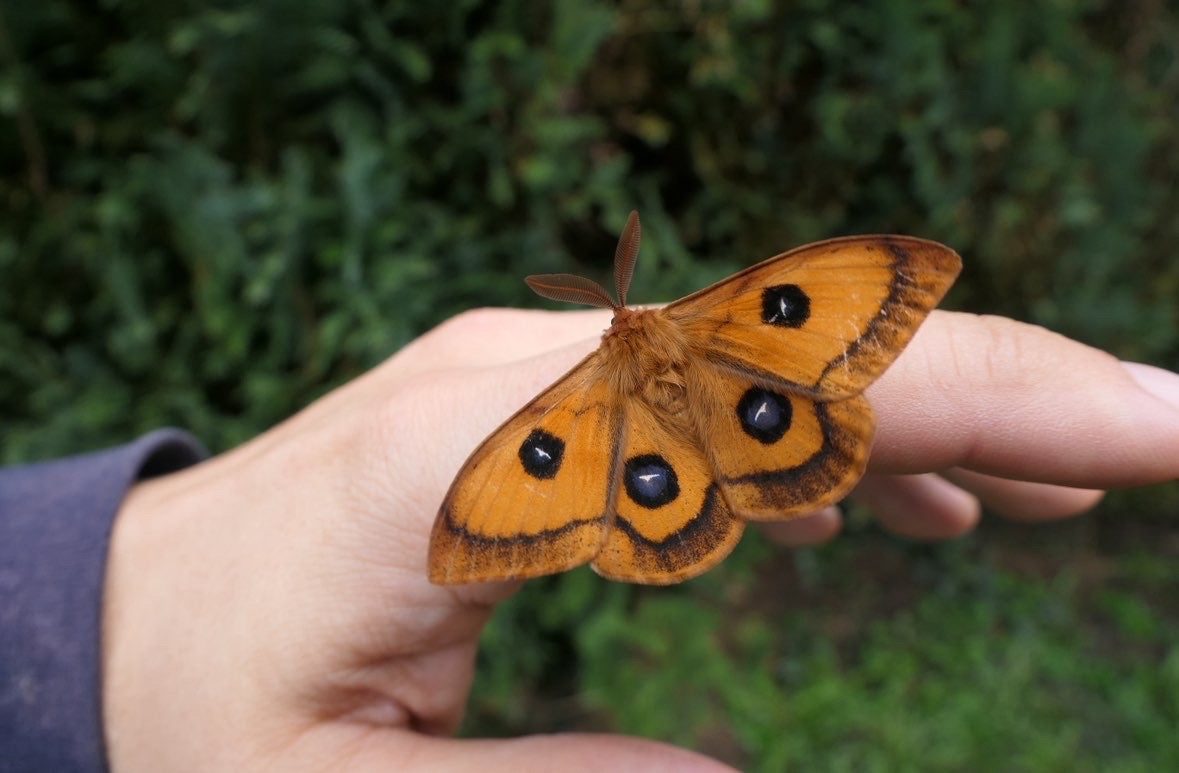 Aglia tau (chrysalide)