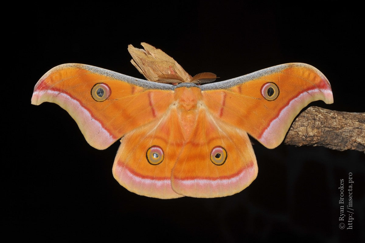 antheraea mylitta (cocons)