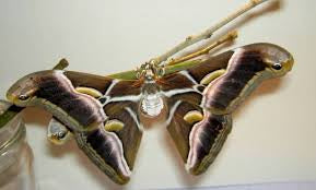 Bombyx eri (naturalisé)