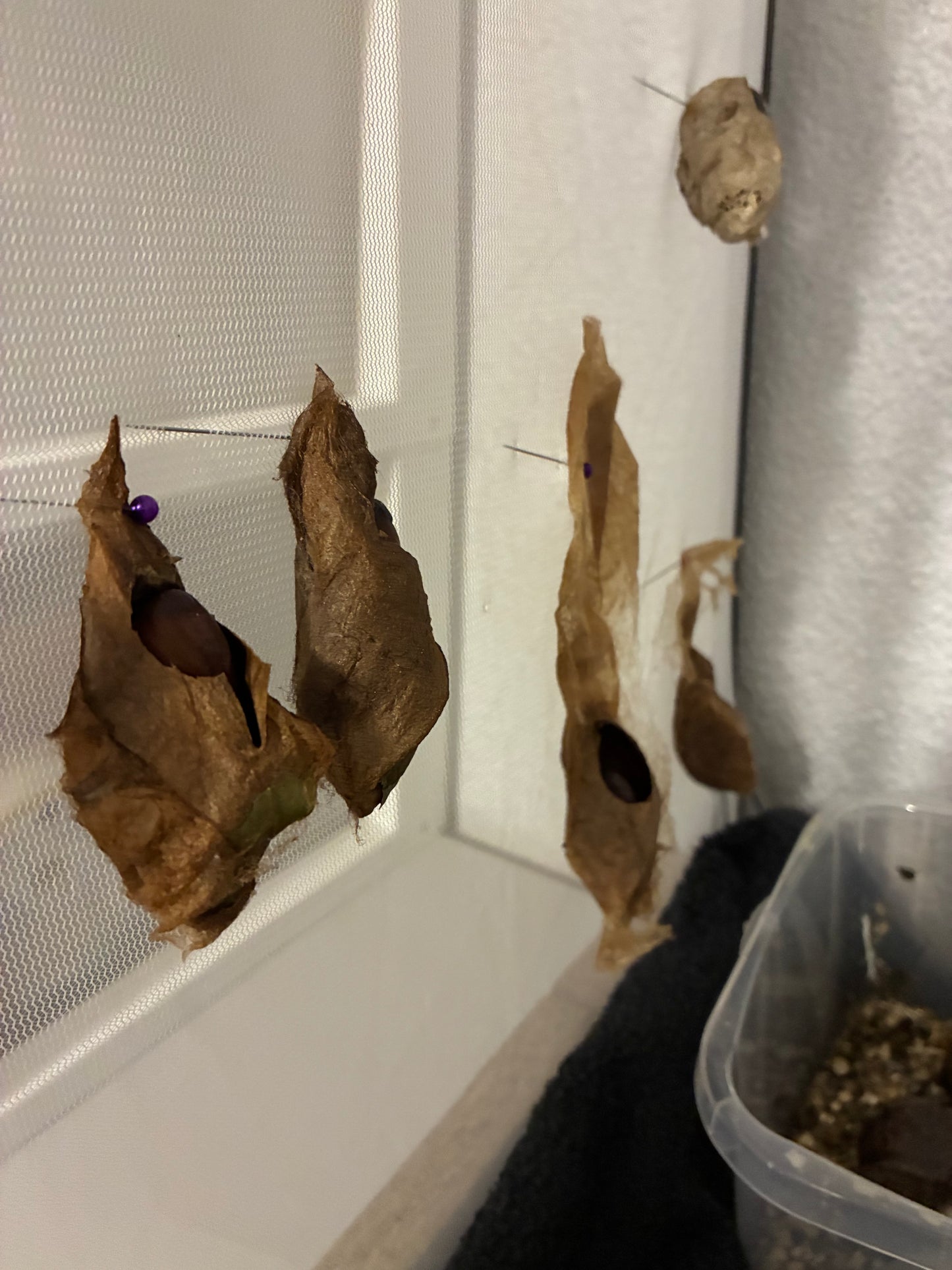 Attacus lorquinii (cocons)