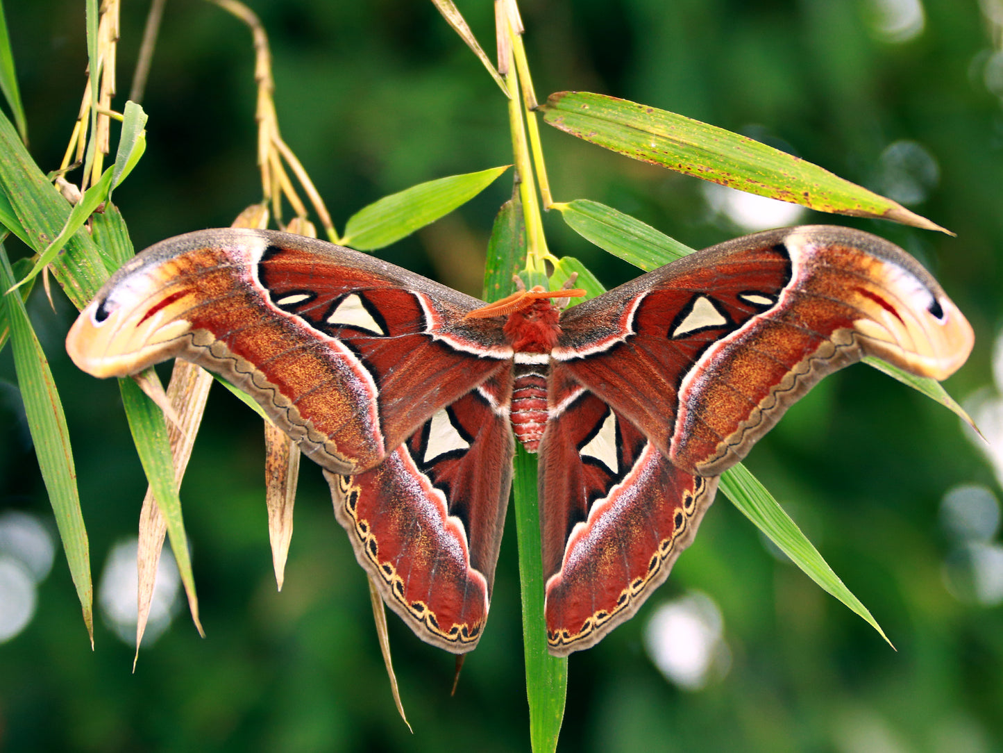 Attacus lorquinii (cocons)
