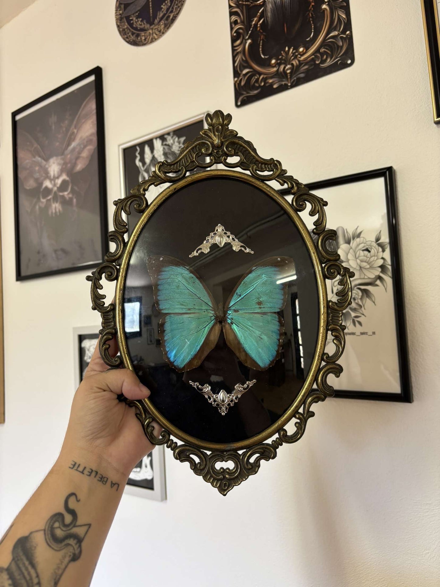 Cadre entomologique Morpho