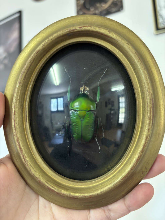 Cadre entomologique Cétoine